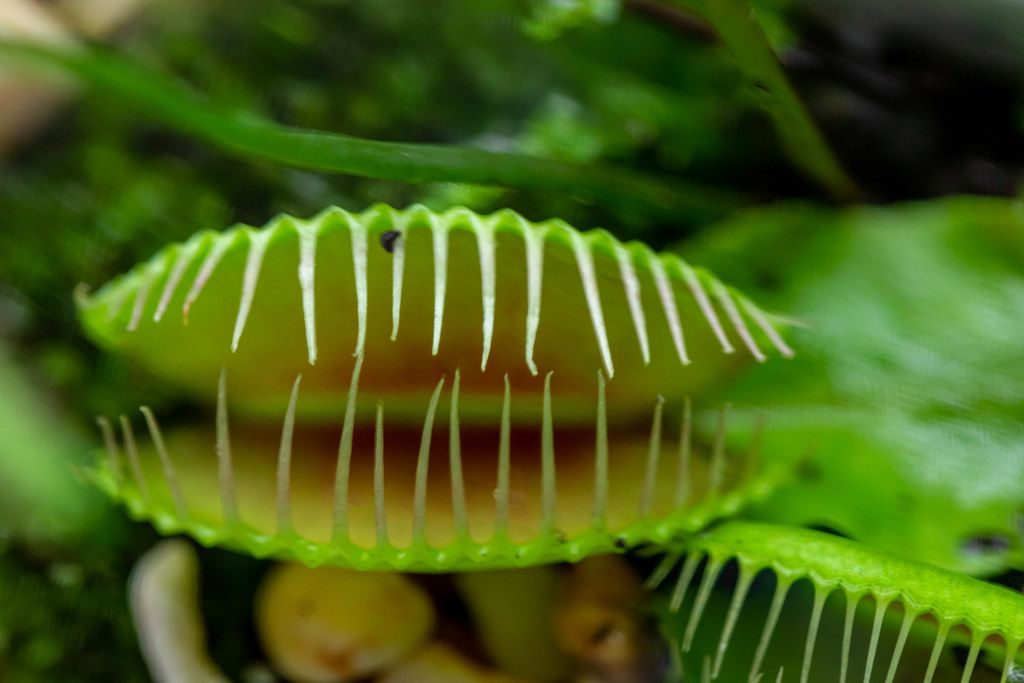 Close-up of the flower of the Venus flytrap