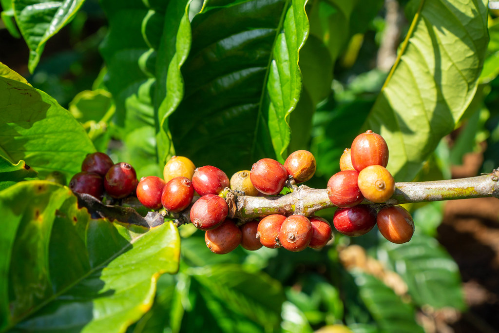 Close Up Photo of Sunlight Shining on Coffee Beans on a Coffee Plant at a Coffee Plantation