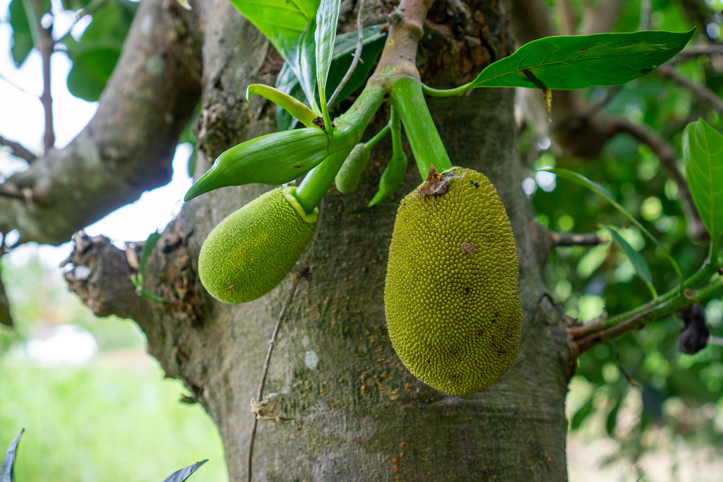 Close Up Photo of Young Jackfruits and Jackfruit Buds on a Jack Tree in the Mekong Delta, Vietnam