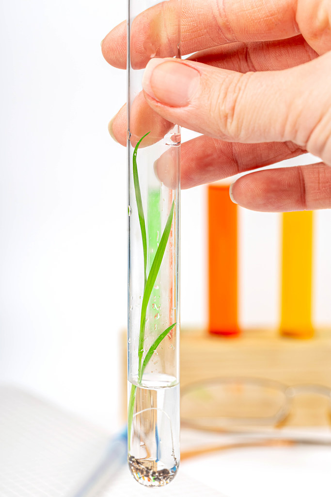 Close-up, plant with roots in a test tube with clear liquid