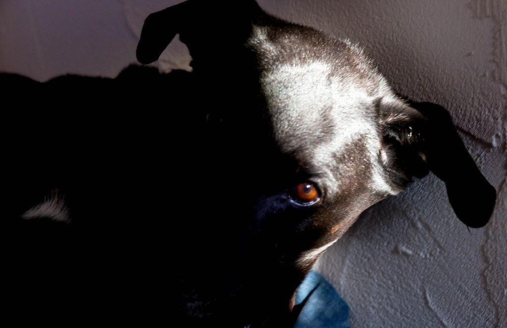 Close-up portrait of black dog with one eye in the sun, one eye in the shade