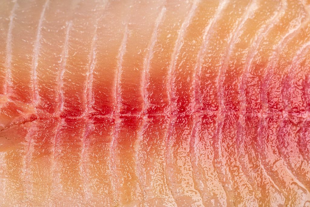 Close-up, raw tilapia fillet