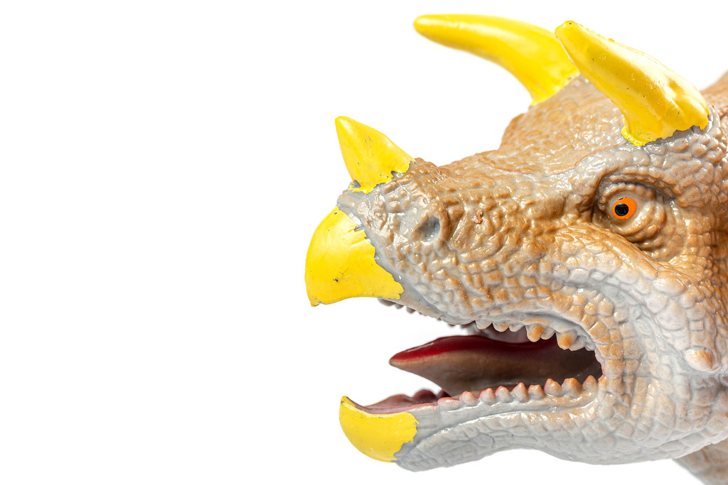 Close-up, triceratops dinosaur head on white