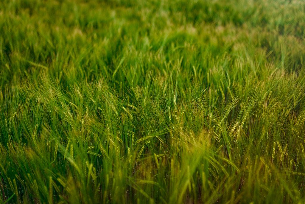 Close Up Wheat Meadow Background