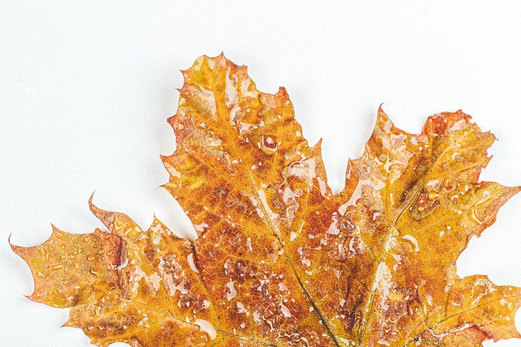 Close-up, yellow maple leaf with water drops