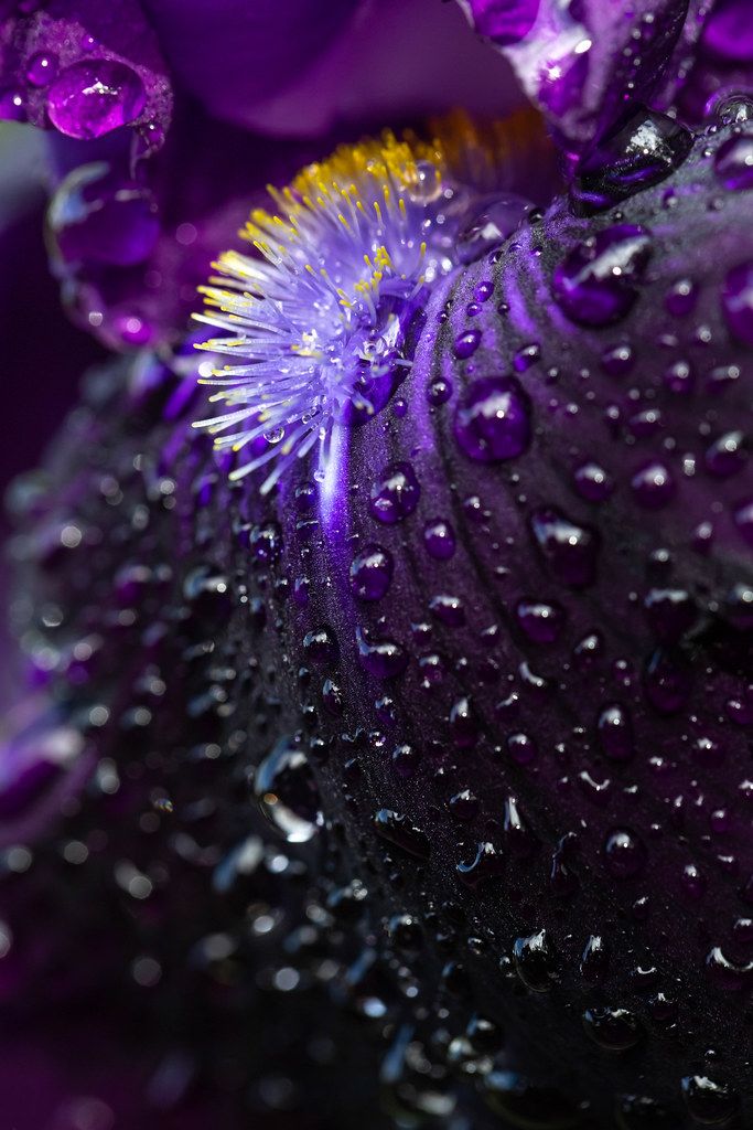Closeup of an iris flower with drops after rain. Beautiful purple background