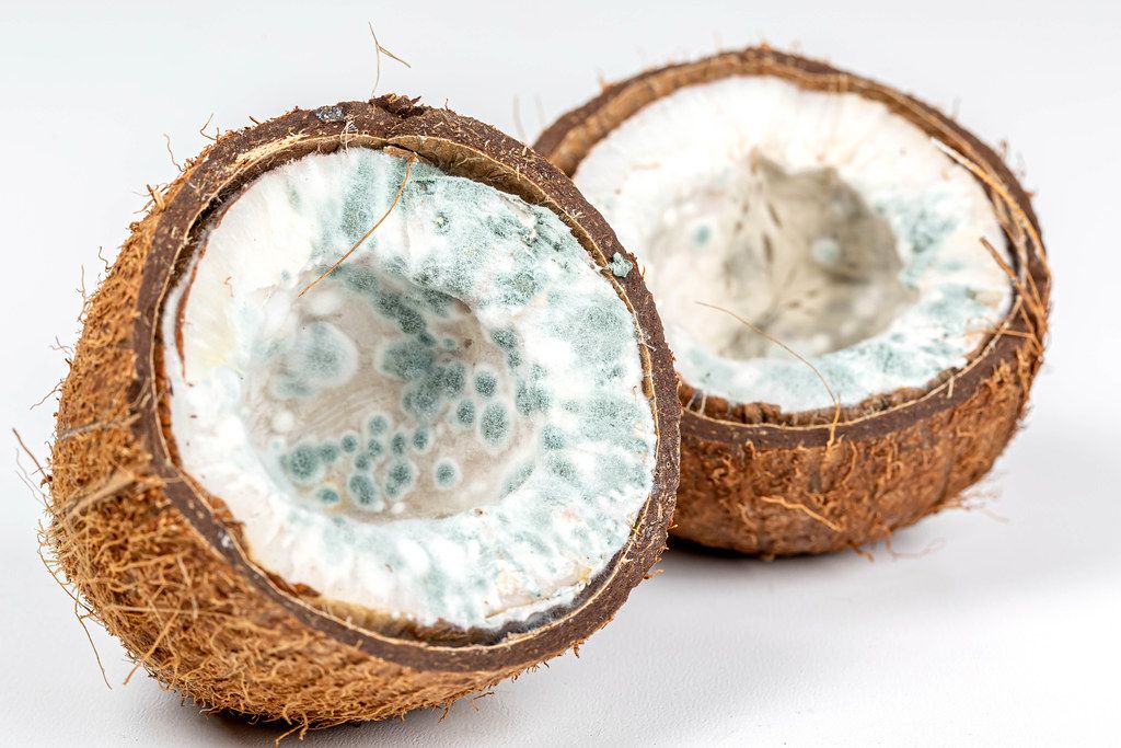 Coconut halves affected by mold fungi on a white background