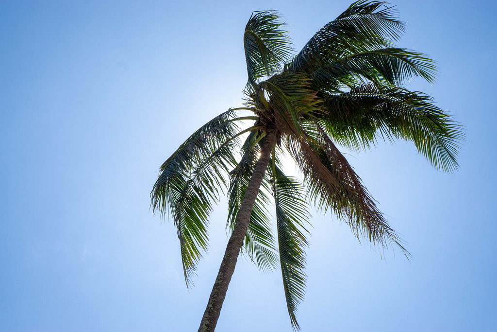 Coconut Palm Tree on Bright Blue Sky at a Tropical Beach on Phu Quoc Island, Vietnam