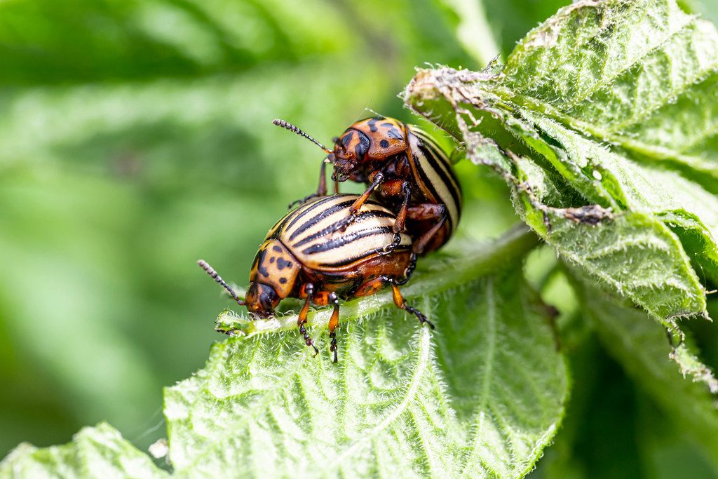 Colorado potato beetles mating on the leaves of green potatoes