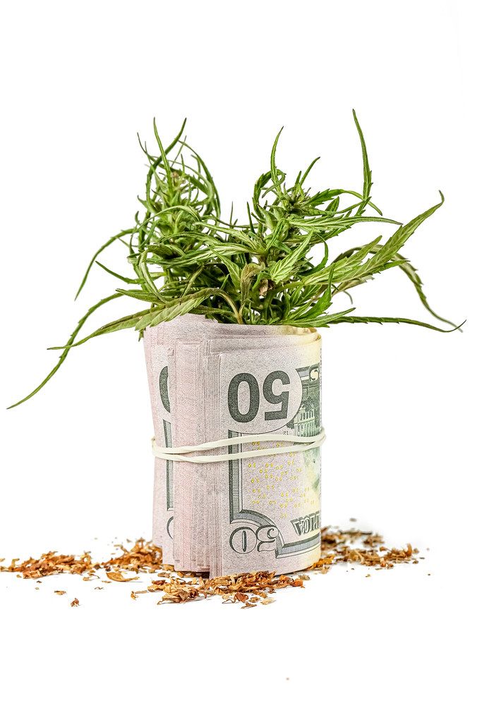 Dried and fresh hemp leaves with money on a white background