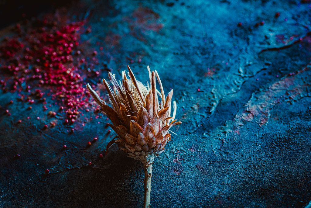 Dried Protea Plant On Blue Rustic  Background
