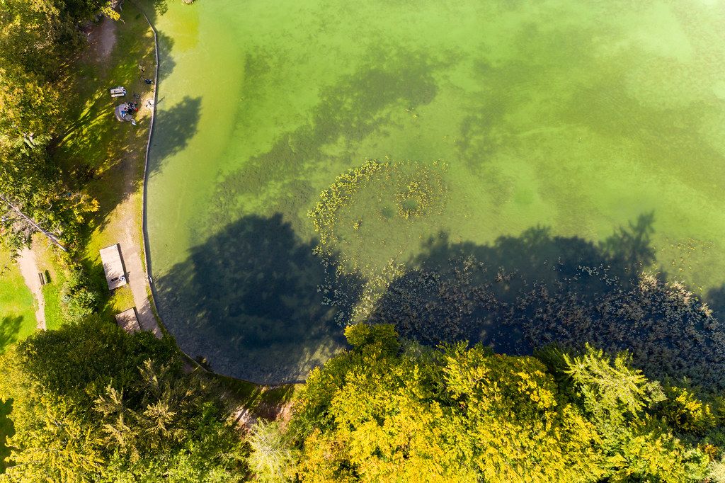 Drohnenaufnahme von grünem Wasser und Bäumen mit gelben Blättern: Herbst am Reintalsee, Tirol