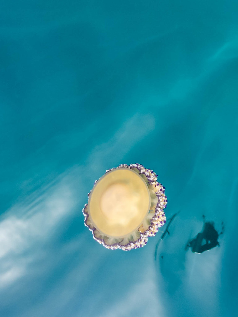 Drone photography at sea: a yellow jellyfish at Kyra Panagia, National Marine Park of Alonissos