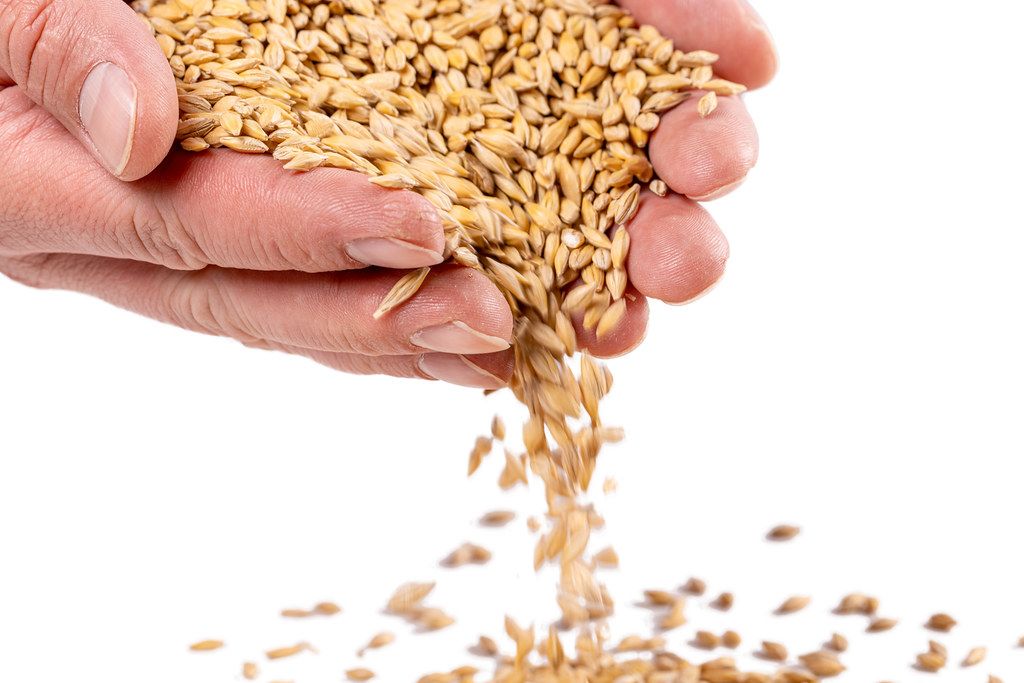 Dry grains of barley spill out of the man