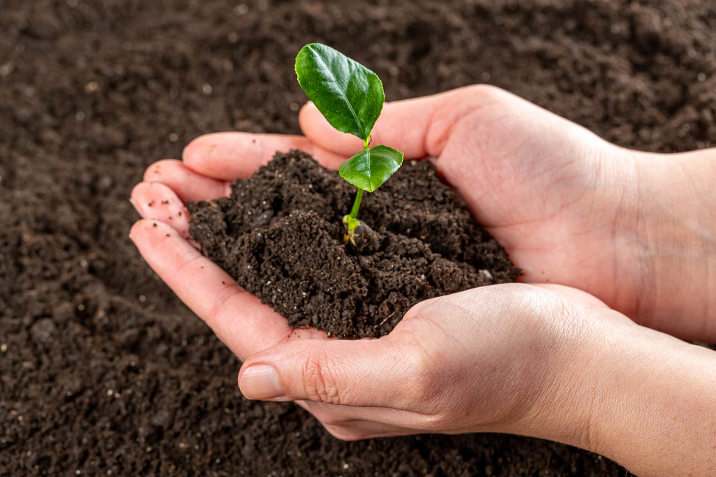 Earth day concept - hands holding young plant with soil