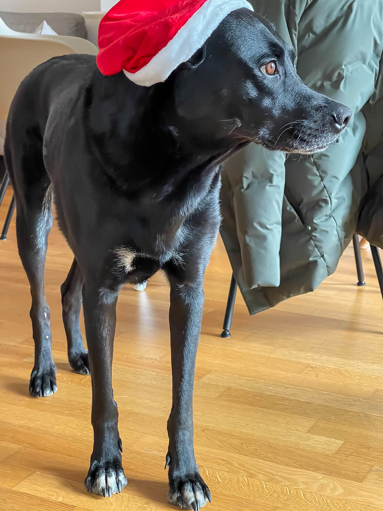 Ein schwarzer Hund mit einer Nikolaus-Mütze in der Weihnachtszeit