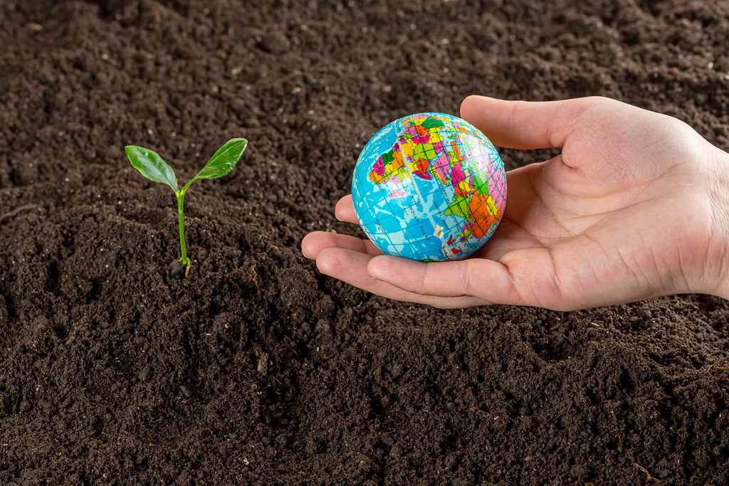 Female hand holds a globe on the background of the soil with a young tree