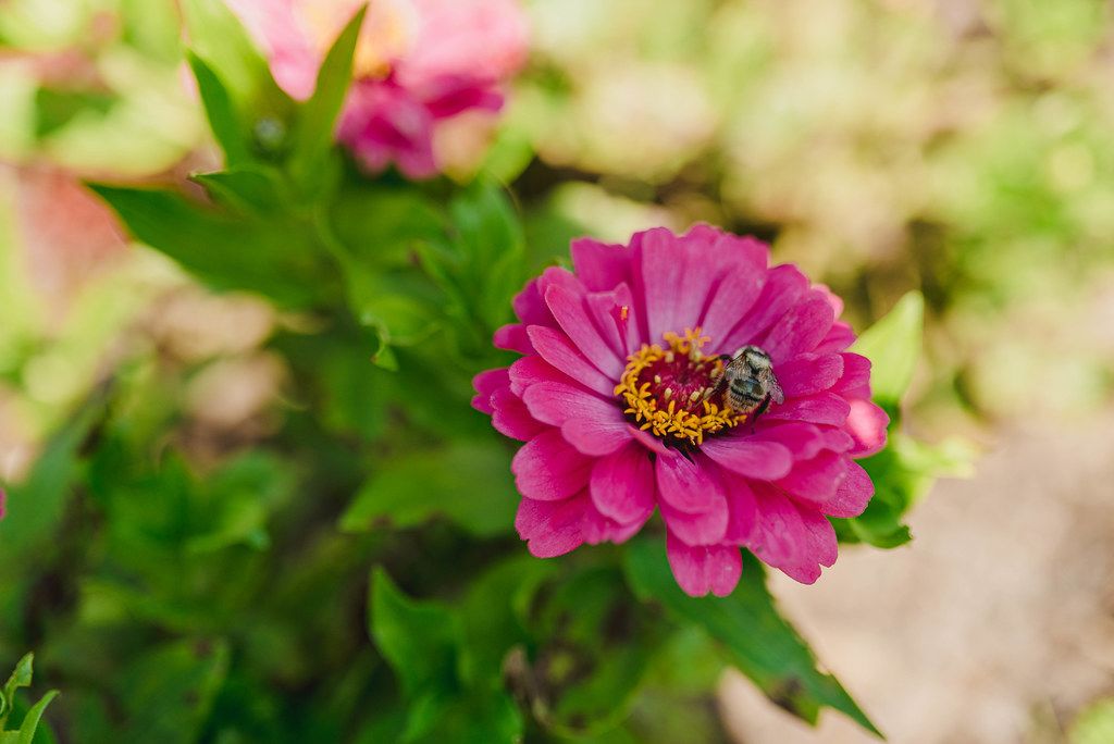 Flower Bright Pink Zinnia With A Bee
