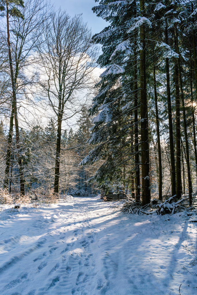 Forest path in winter with the sun shining through tall pine trees