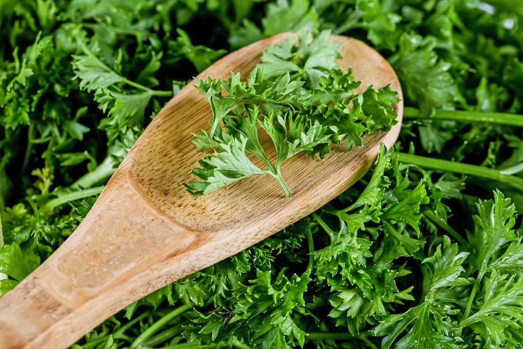 Fresh green parsley background with wooden spoon