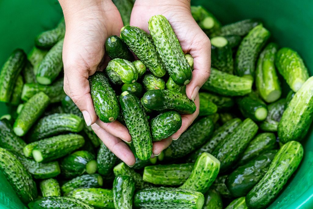 Fresh ripe green cucumbers in hands and in a large bowl