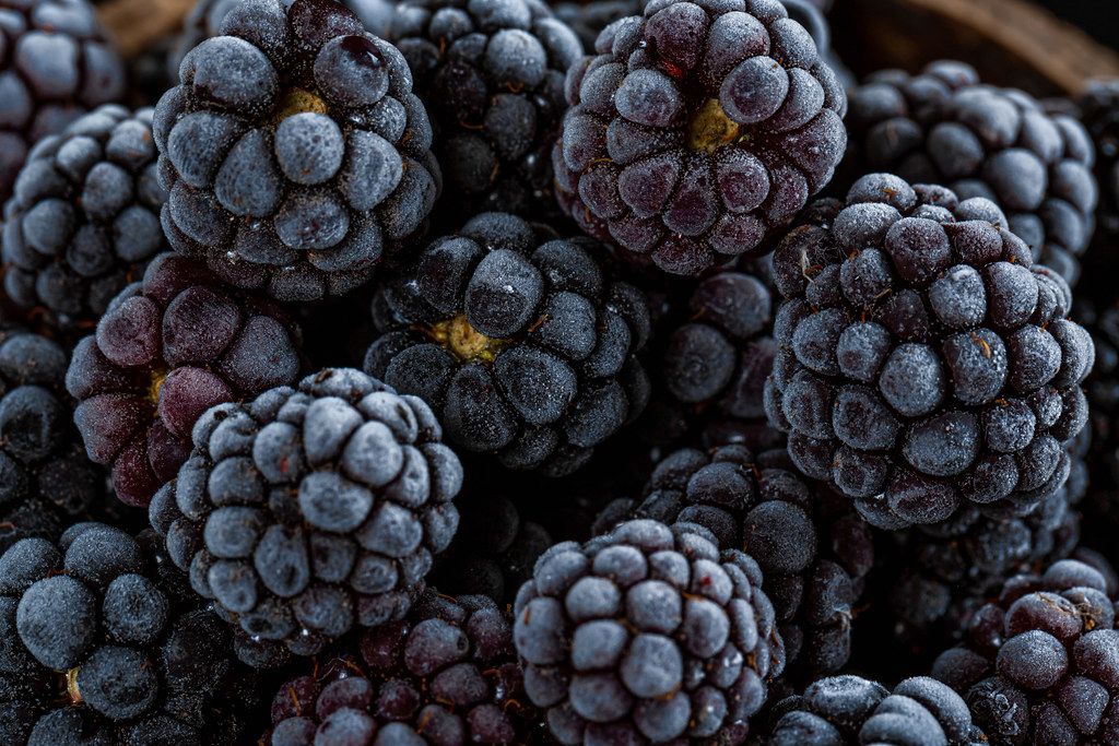 Frozen blackberries background with ripe berries