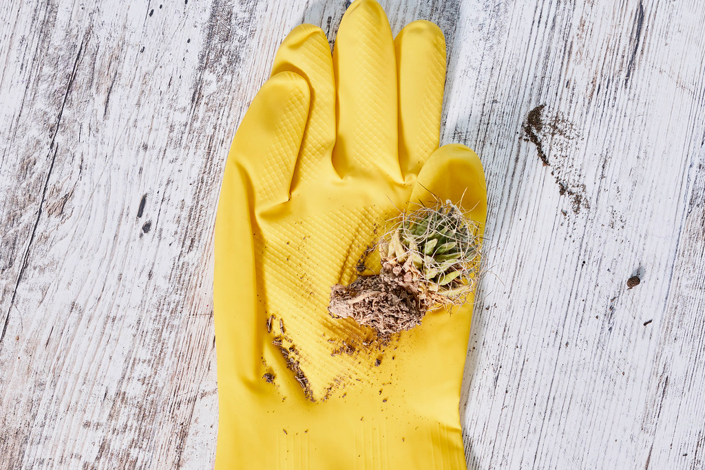 Gardening glove and a small withered cactus on white wooden background