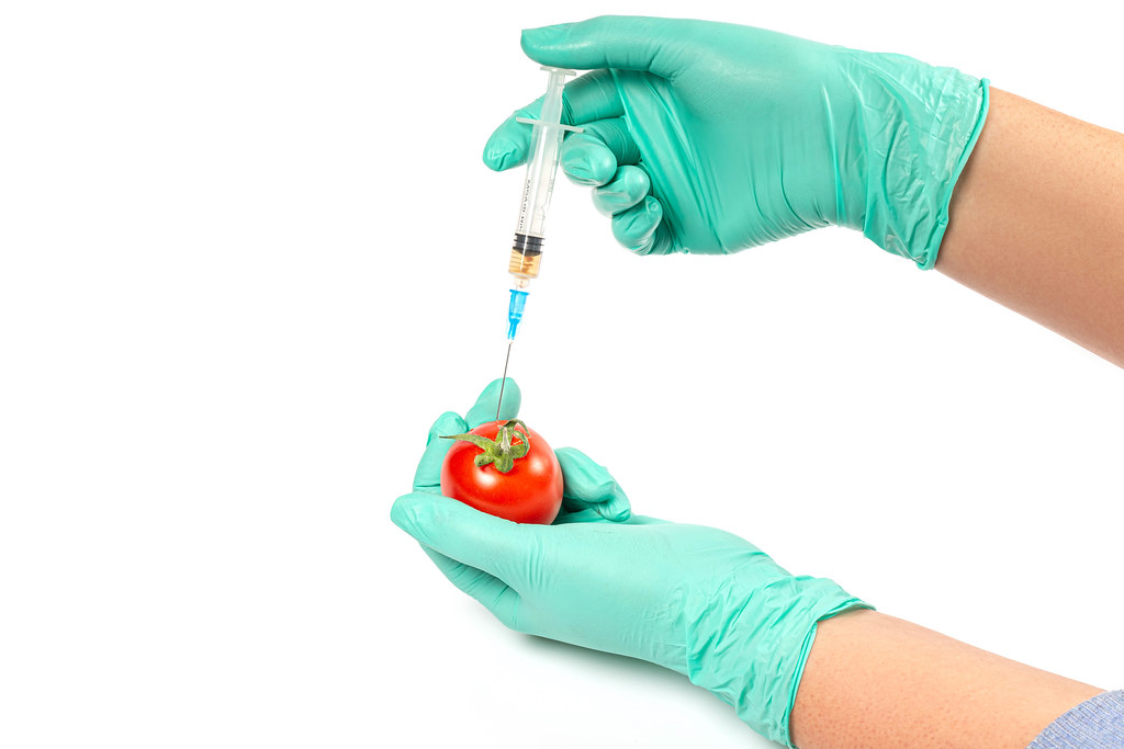 Genetically modified red tomato with syringe on white background and hands in protective gloves