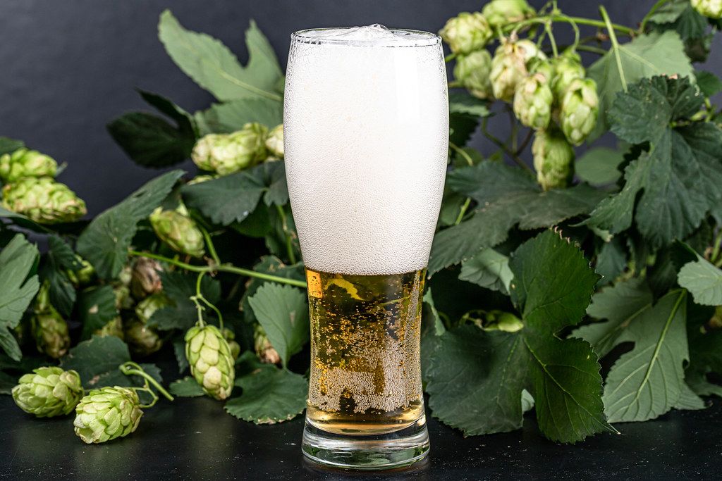Glass of beer on a dark background with fresh hops