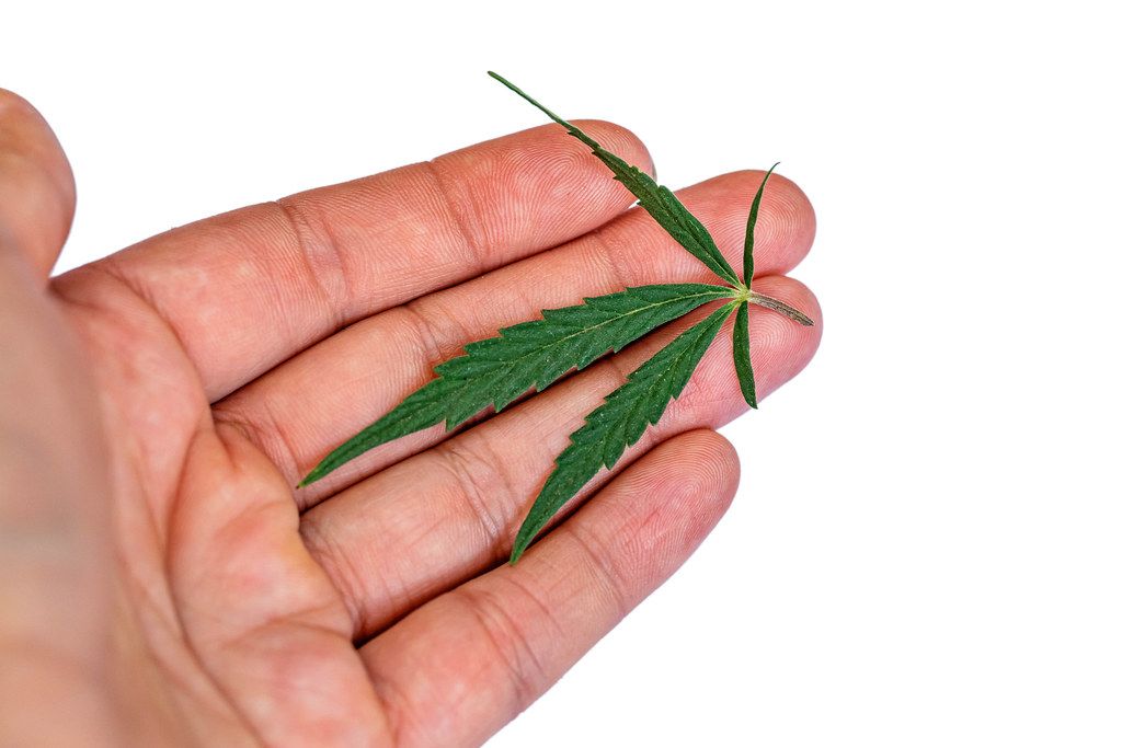 Green cannabis leaf on a woman