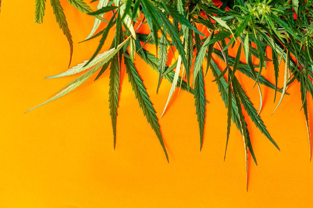 Green cannabis leaves, marijuana on orange background