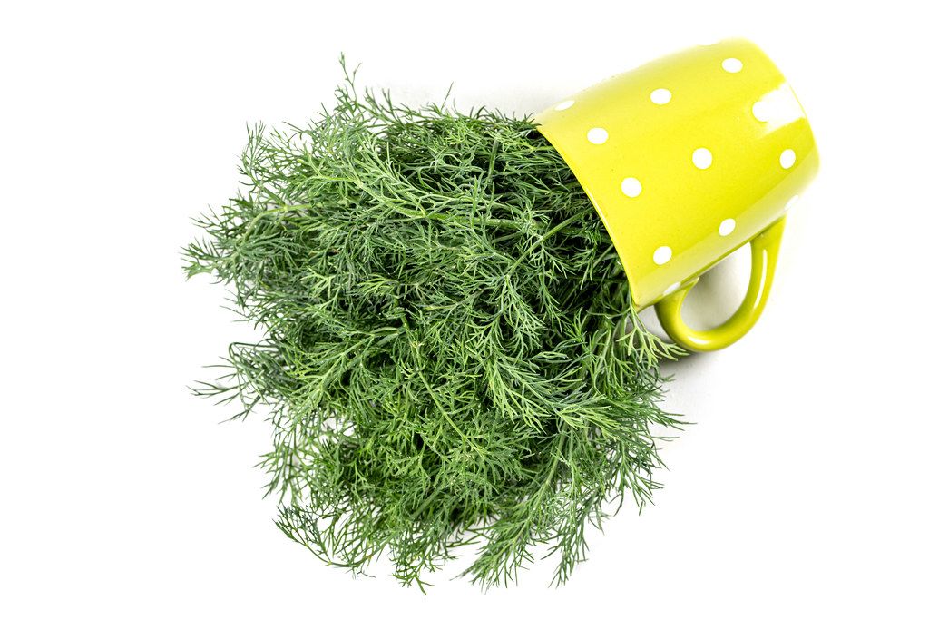 Green cup on white background with fresh dill, top view