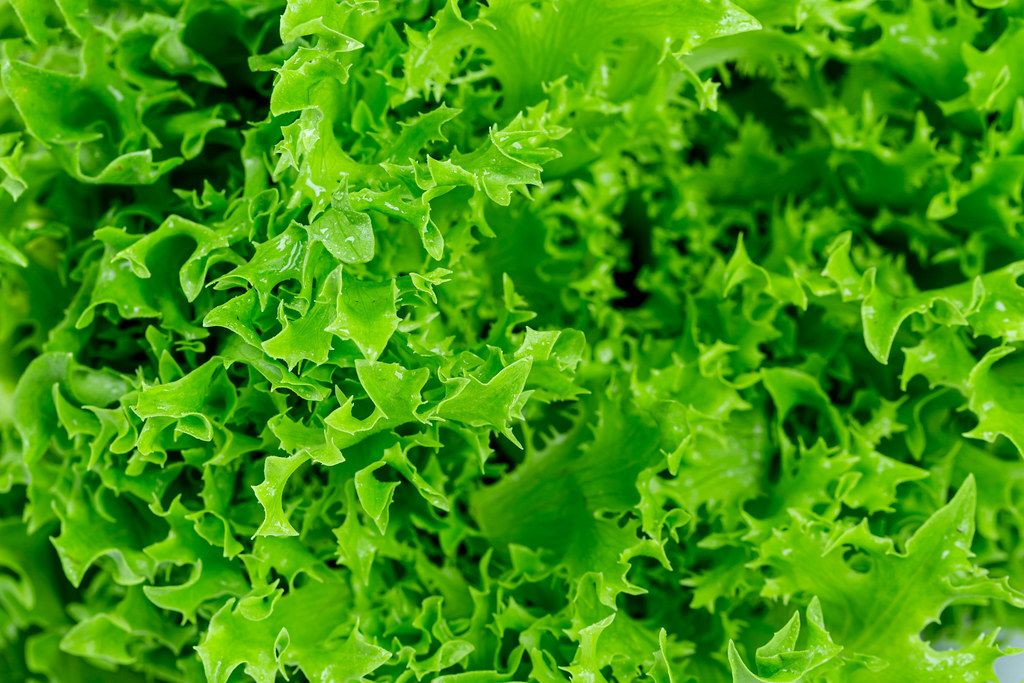 Green lettuce leaves background with water drops