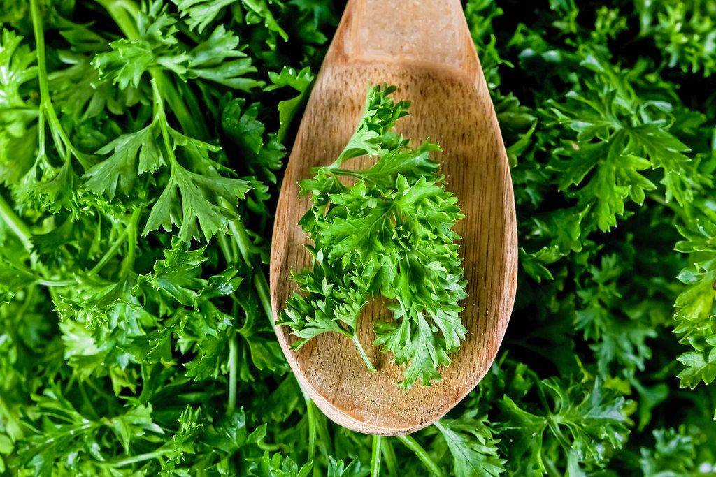 Green parsley in a wooden spoon, top view