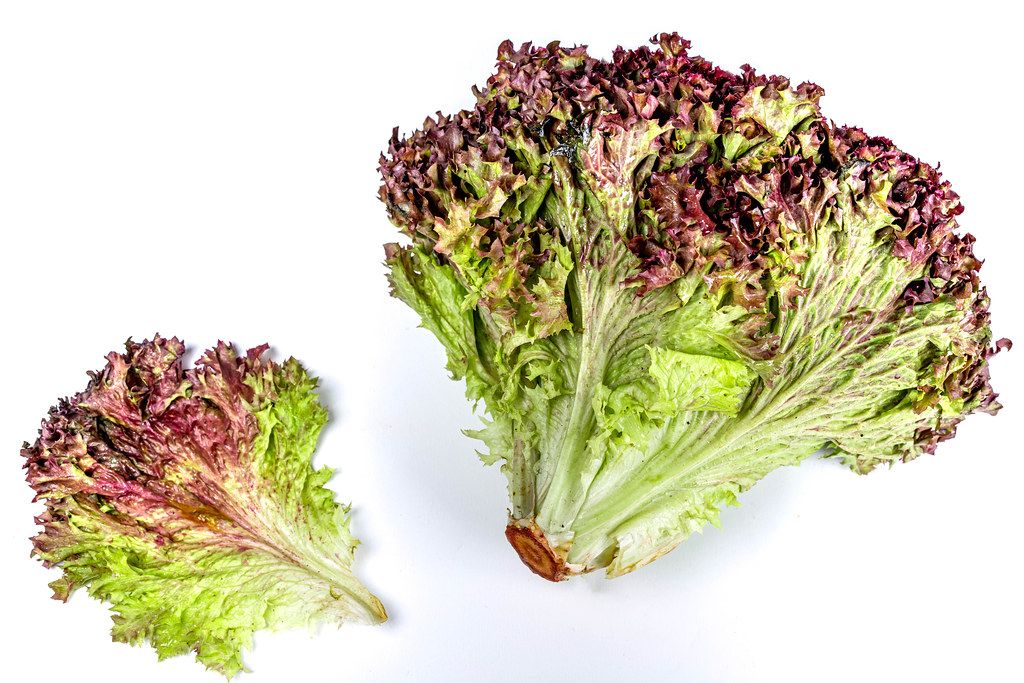 Green-red lettuce on a white background