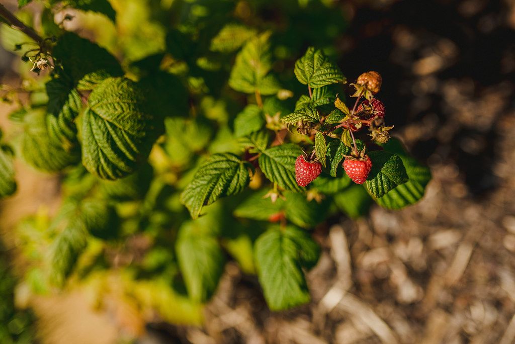 Group Of A Fresh Red Raspberries On Branch With Green Leaves