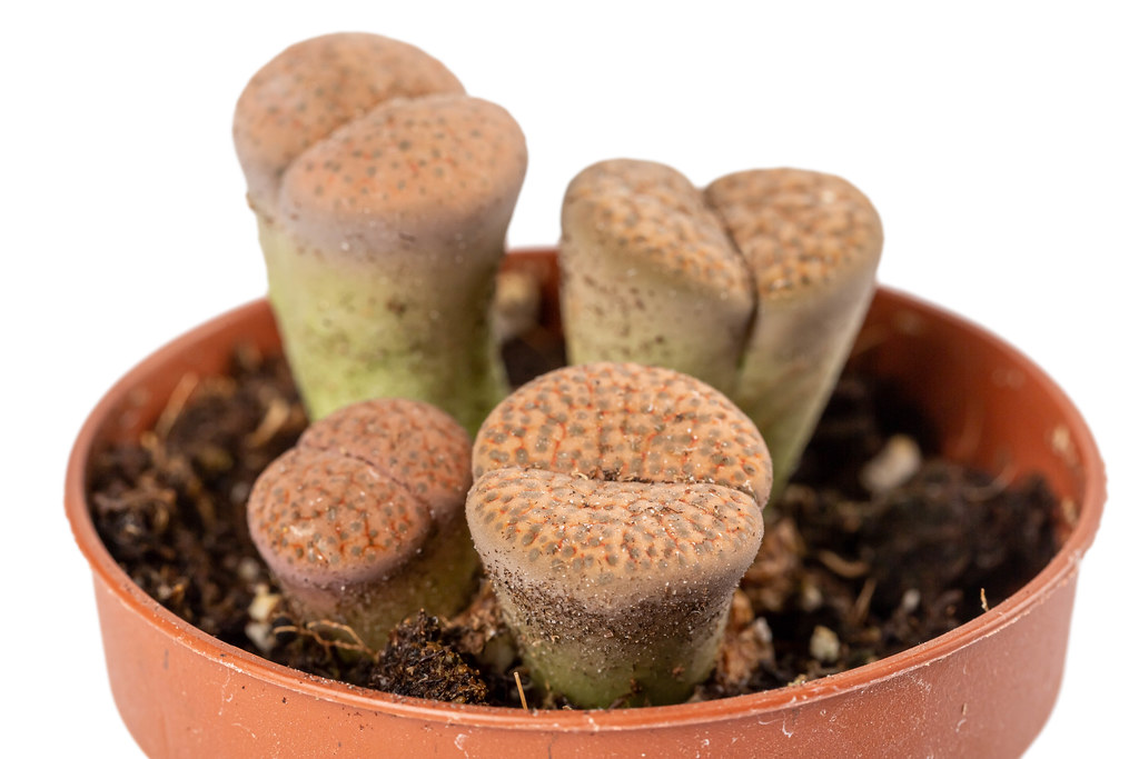 Group of lithops or living stones planting in pot