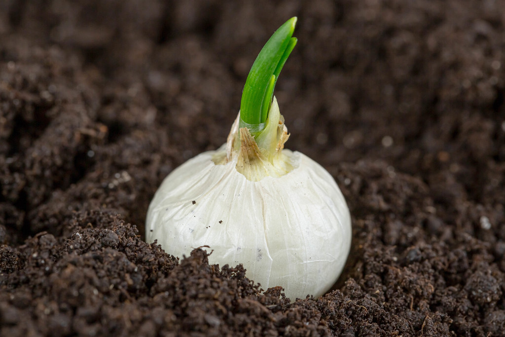 Growing white onion bulb with fresh green sprouts in soil