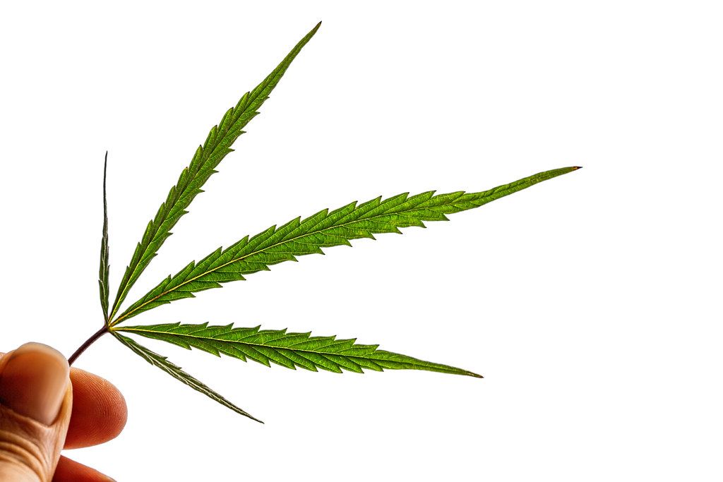 Hand holding a cannabis leaf on white