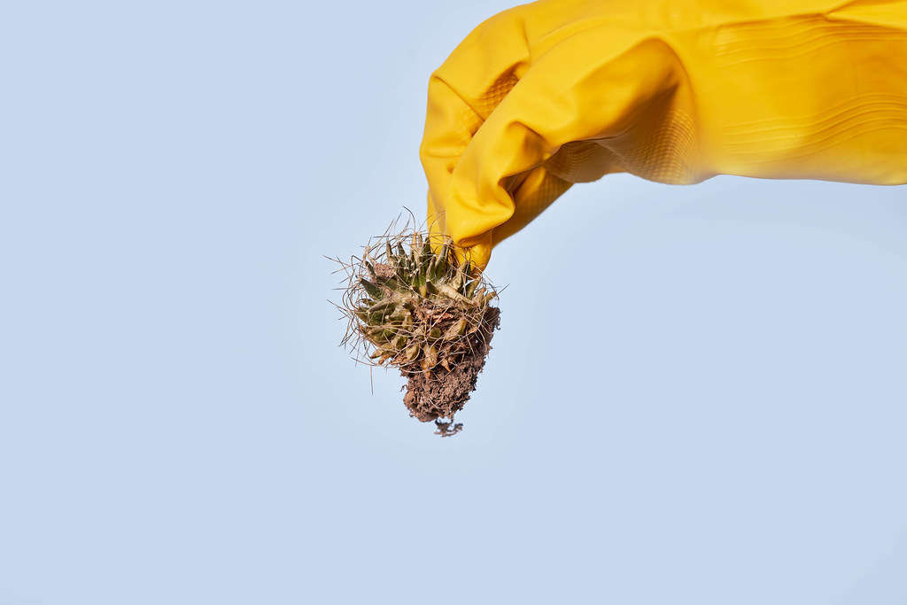 Hand in rubber gloves holds a withered cactus