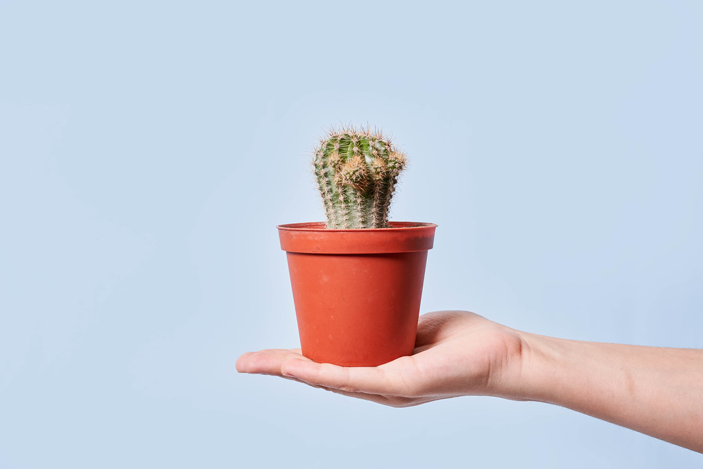 Hand of a person holding a small home plant cactus against bright blue background