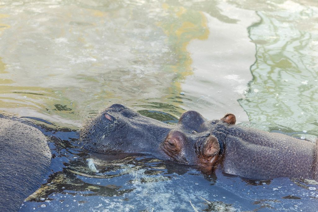 Hippo swimming in the water in the Belgrade Zoo