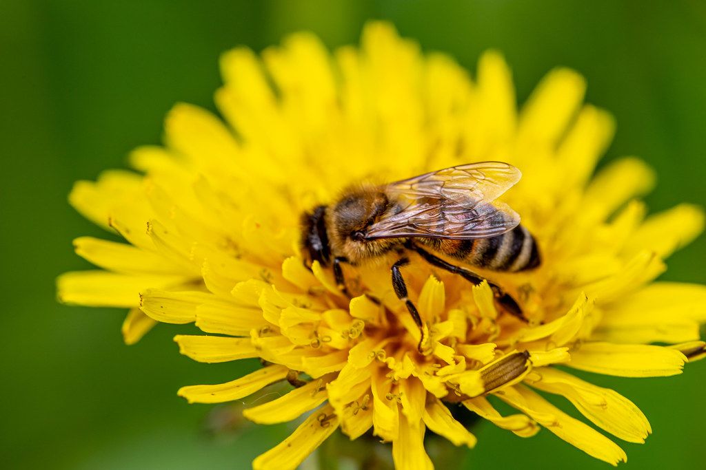 Honey bee on a yellow flower collecting pollen
