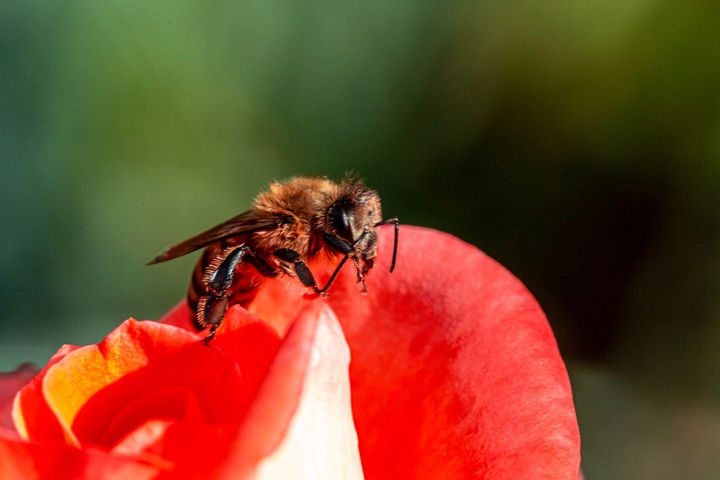 Honey bee on petals red rose, close-up