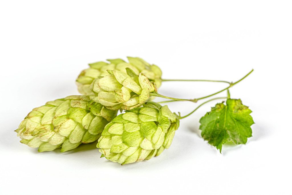 Hop cones on the white background