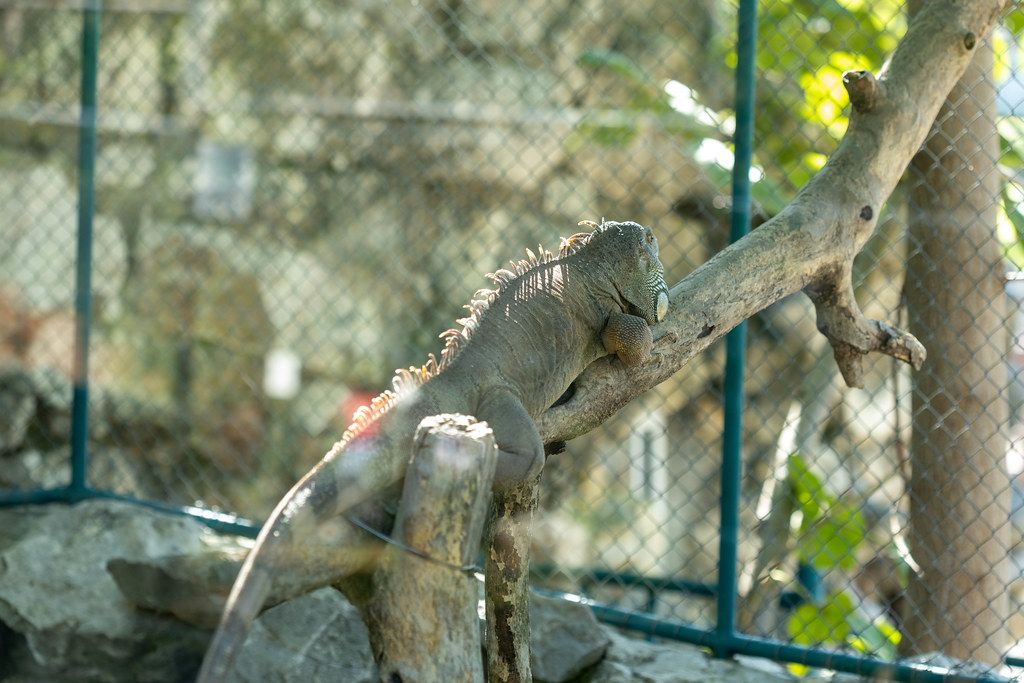 Iguana laying on the tree on a sunny day in the Belgrade Zoo