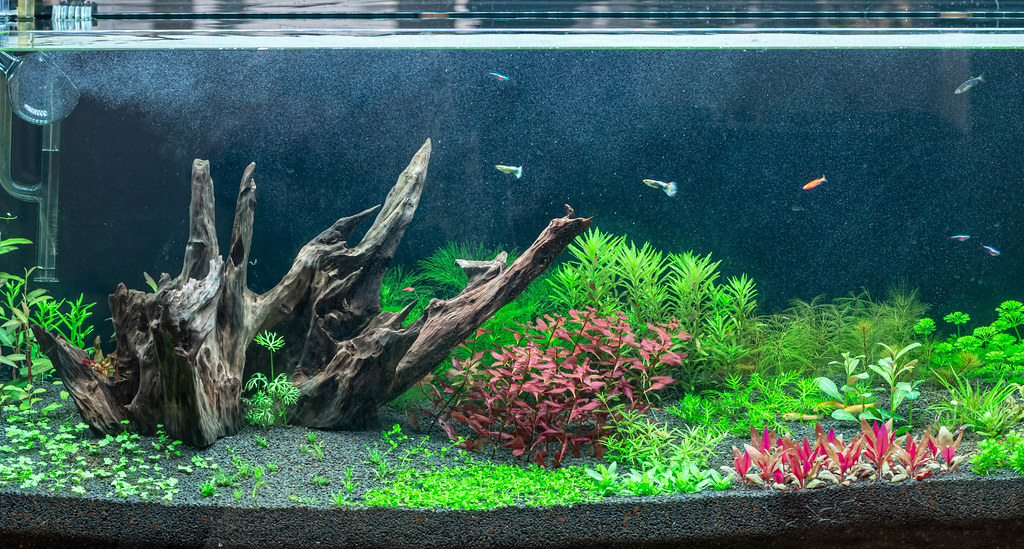 Large home aquarium with colorful fish and plants