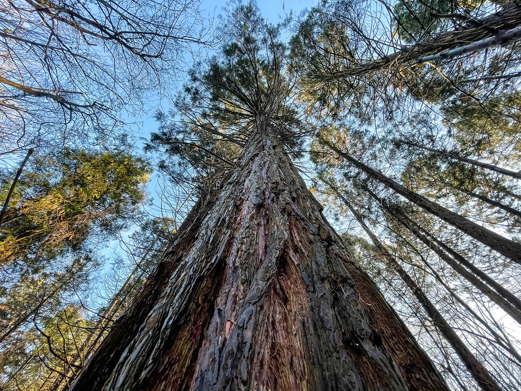 Looking up to the sky in the woods: close-up of trunk of a tall tree from below, with more trees around