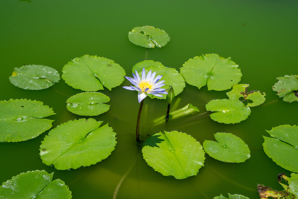 Lotus Flower Water Lily in beautiful Colors with Flower Bud and Large Round Leaves in a Green Pond with Sunlight