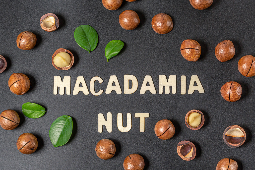 Macadamia nuts inscription from wooden letters and frame with macadamia nuts and green leaves on black